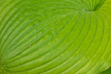 Sum and Substance Hosta Leaf