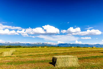 Bales of Hay in Field, Alfalfa, 