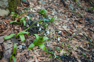 beautiful white snowdrop in spring on blurred background