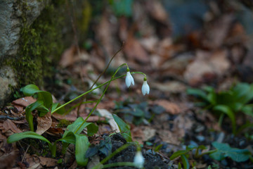 beautiful white snowdrop in spring on blurred background