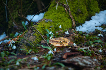 beautiful white snowdrop in spring on blurred background