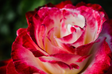 A multi-colored rose in full bloom sits amidst lush foliage bathed in soft light