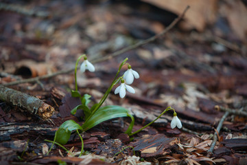 beautiful white snowdrop in spring on blurred background