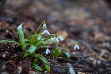 beautiful white snowdrop in spring on blurred background