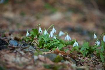beautiful white snowdrop in spring on blurred background
