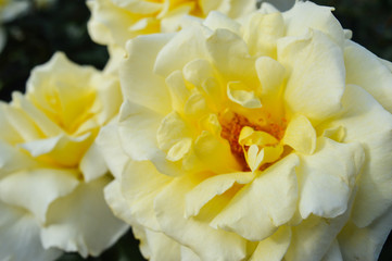 Obraz na płótnie Canvas Yellow roses in full bloom shine under soft light