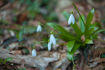 beautiful white snowdrop in spring on blurred background