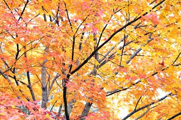 Orange leaves on a Japanese Maple in the fall