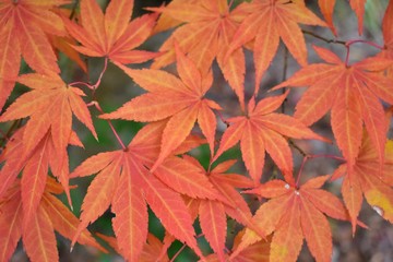 Upclose on leaves on a Japanese Maple in the fall