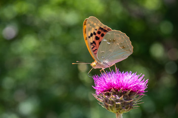 butterfly on flower