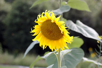 Sunflower on a summer day with green background