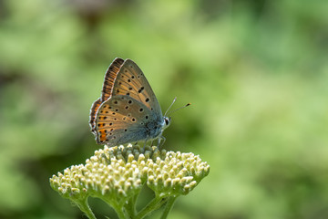 butterfly on flower