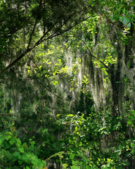 Spanish moss on trees in a Georgia forest
