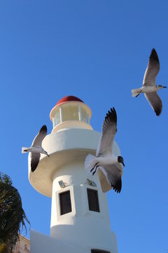Gaviotas en Canc&uacute;n
