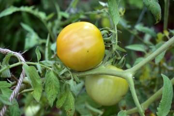 tomatos growing in the garden