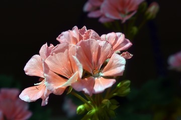 Pink flowers in the garden