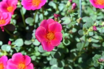 Pink flowers in the garden