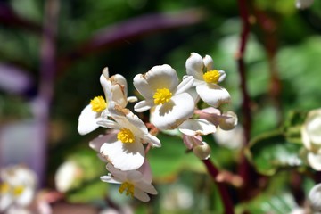 Obraz premium While flowers growing the in the garden