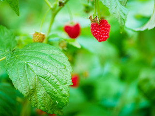 raspberries ripen on the bush. A house without chemicals and additives. eco raspberries. Red raspberries ripened on a branch with leaves. Ripe berries of red raspberries in nature.