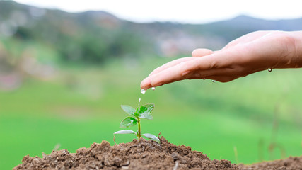 Hand nurturing and watering young baby plants growing in germination sequence on fertile soil