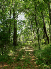 Fototapeta na wymiar Path through a forest in coastal Georgia