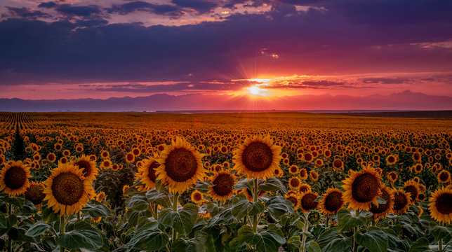 Colorado Sunflower Fields on the eastern plains near DIA