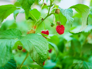 raspberries ripen on the bush. A house without chemicals and additives. eco raspberries. Red raspberries ripened on a branch with leaves. Ripe berries of red raspberries in nature.