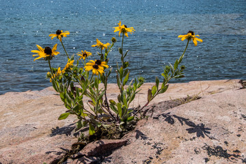 Black Eyed Susans growing in a rock