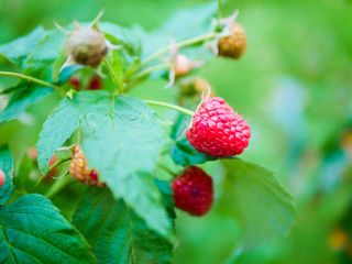 raspberries ripen on the bush. A house without chemicals and additives. eco raspberries. Red raspberries ripened on a branch with leaves. Ripe berries of red raspberries in nature.