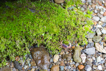 Obraz premium 沢ガニ