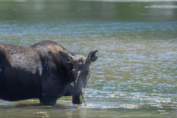 moose in lake