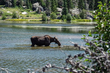 moose in lake
