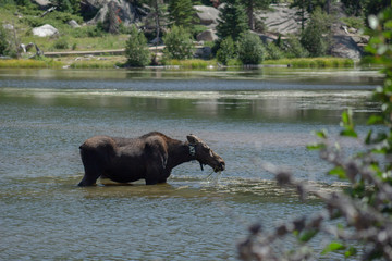 moose in lake