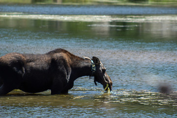 moose eating