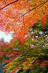 Scenery around Mt.Takao in Kyoto,Japan.