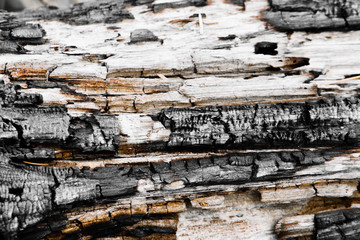 Close up of burnt firewood