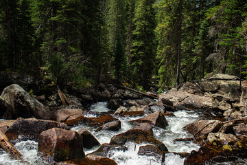 mountain stream in the forest