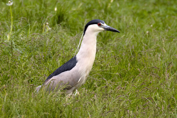 Black-crowned night heron on grass
