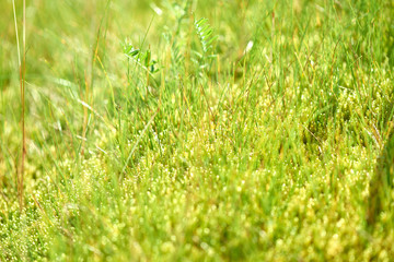MossAndGrass03