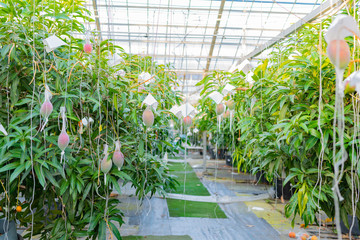 マンゴー農家のビニールハウス