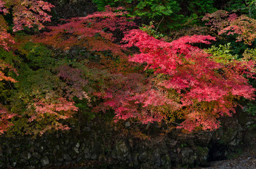 Scenery around Mt.Takao in Kyoto,Japan.