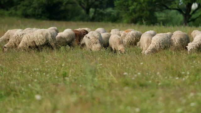 very many white, brown and gray sheep grazing on the field, a herd of ewe lowered their heads eating green grass, beautiful nature, flying little birds, Sunny summer day, Wide angle, slow motion