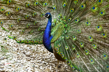 Obraz premium Portrait of a young peacock with an open tail.