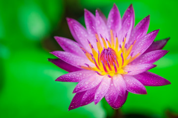 Close up of fresh purple lotus with water drops. Selective focus.