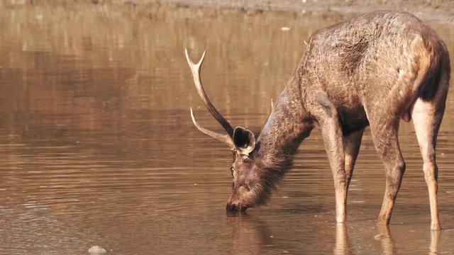 rear view of a stag sambar deer drinking from a waterhole in tadoba andhari tiger reserve in india