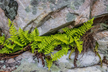 Close up of ferns and rocks