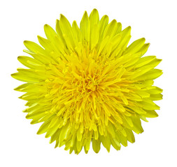 Yellow flower field isolated on a white background, closeup
