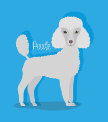 cute poodle dog pet character