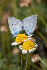 butterfly on flower