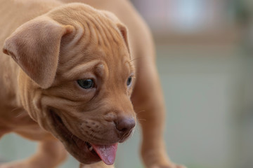 PitBull Puppy Standing on a crate, looking at the tongue, looking at the blue food..